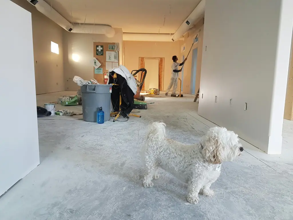 pexels-photo-735319-735319 Interior renovation scene with a painter working and a dog in the foreground.